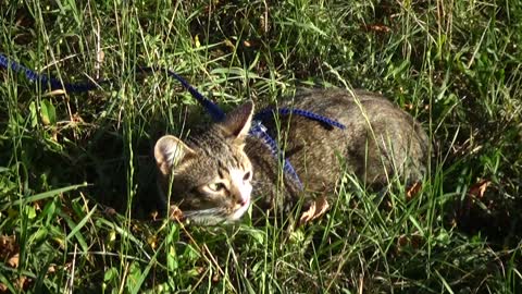 Cute Little Cat Hides in the Grass