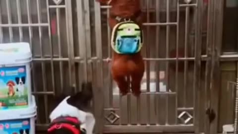 funny dog video