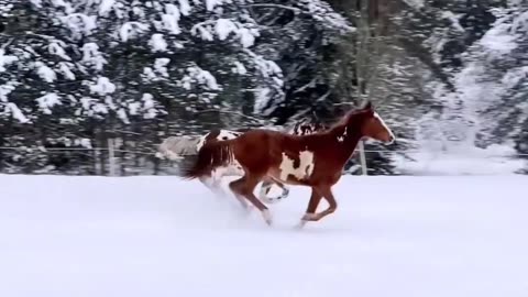 Beautiful Horses 🐎