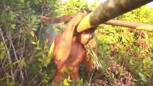 Honey Harvesting