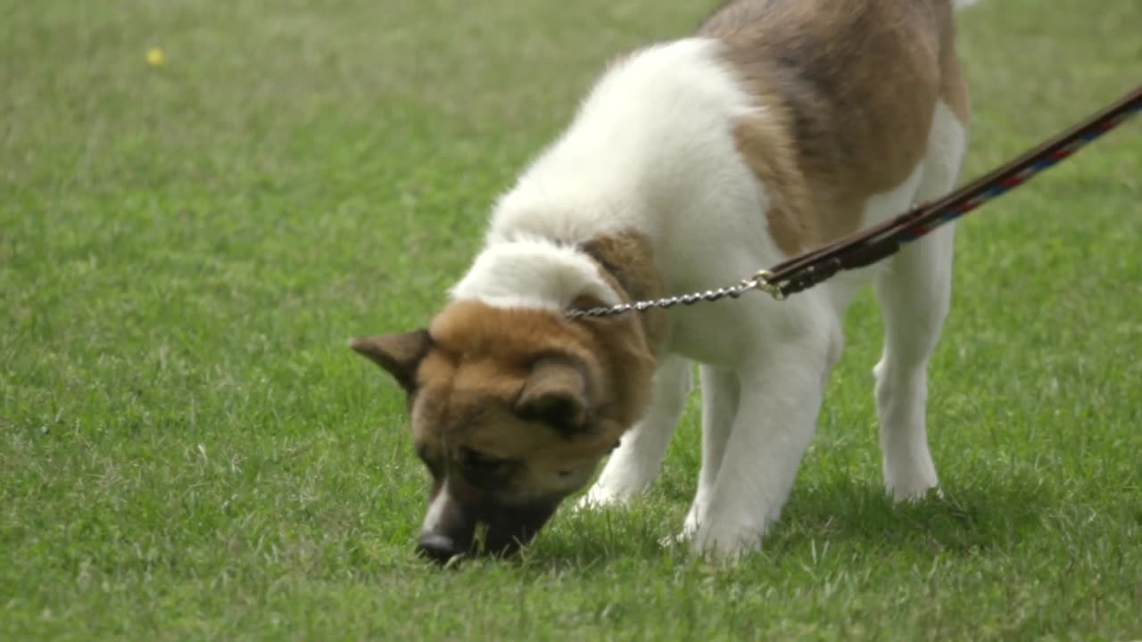 AKITA THE JAPANESE BEAR DOG