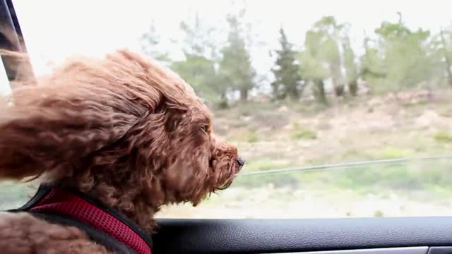 Dog Puts Head Out of Car Window