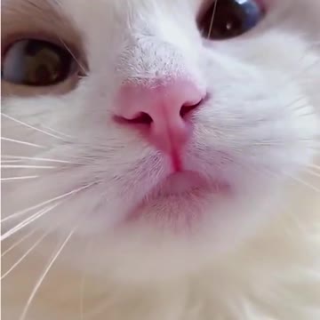 Cute cats