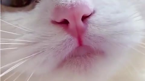 Cute cats