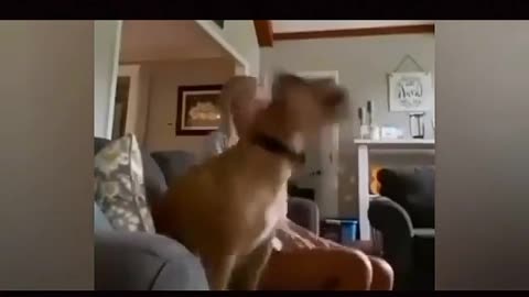 fan dog fall off the couch