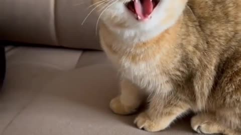Cute cat🐱🐱