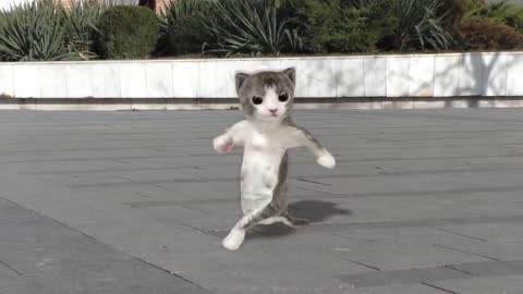 DANCING CATS