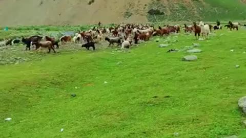 Cattles enjoying beauty of mountains