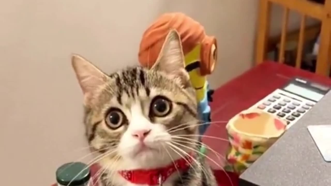 Funny cats videos | Cats Compilation.