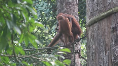 Malaysian Orangutan