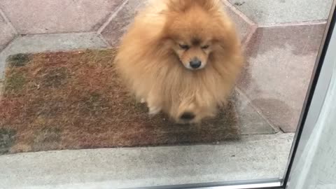 Brown long haired pomeranian scratching at glass door