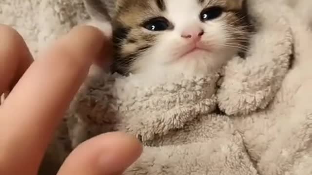 unny Baby Cats - Cute and Aww Cat Videos #cute​ #cat​ #babies​ #animals