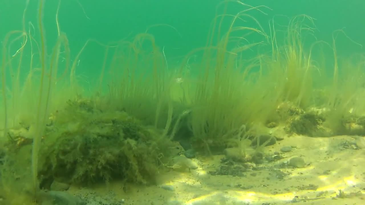 View of Ocean Floor with Sea Weed and Crab