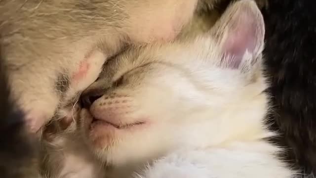 The cutest sound