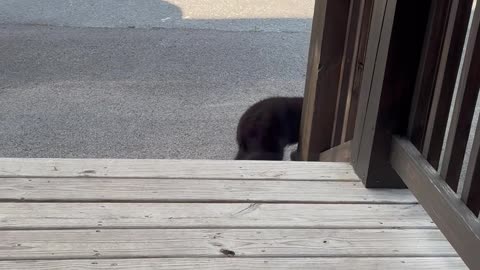 Bear Cubs Come To Visit Cabin Door