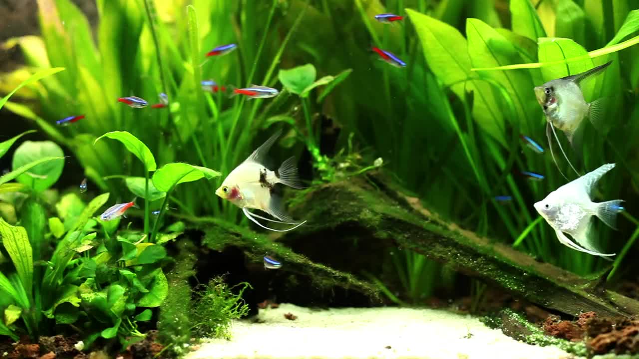 Various fish swimming in a fishbowl