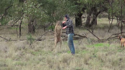 Man Punches a Kangaroo in the Face to Rescue His Dog (Original HD)