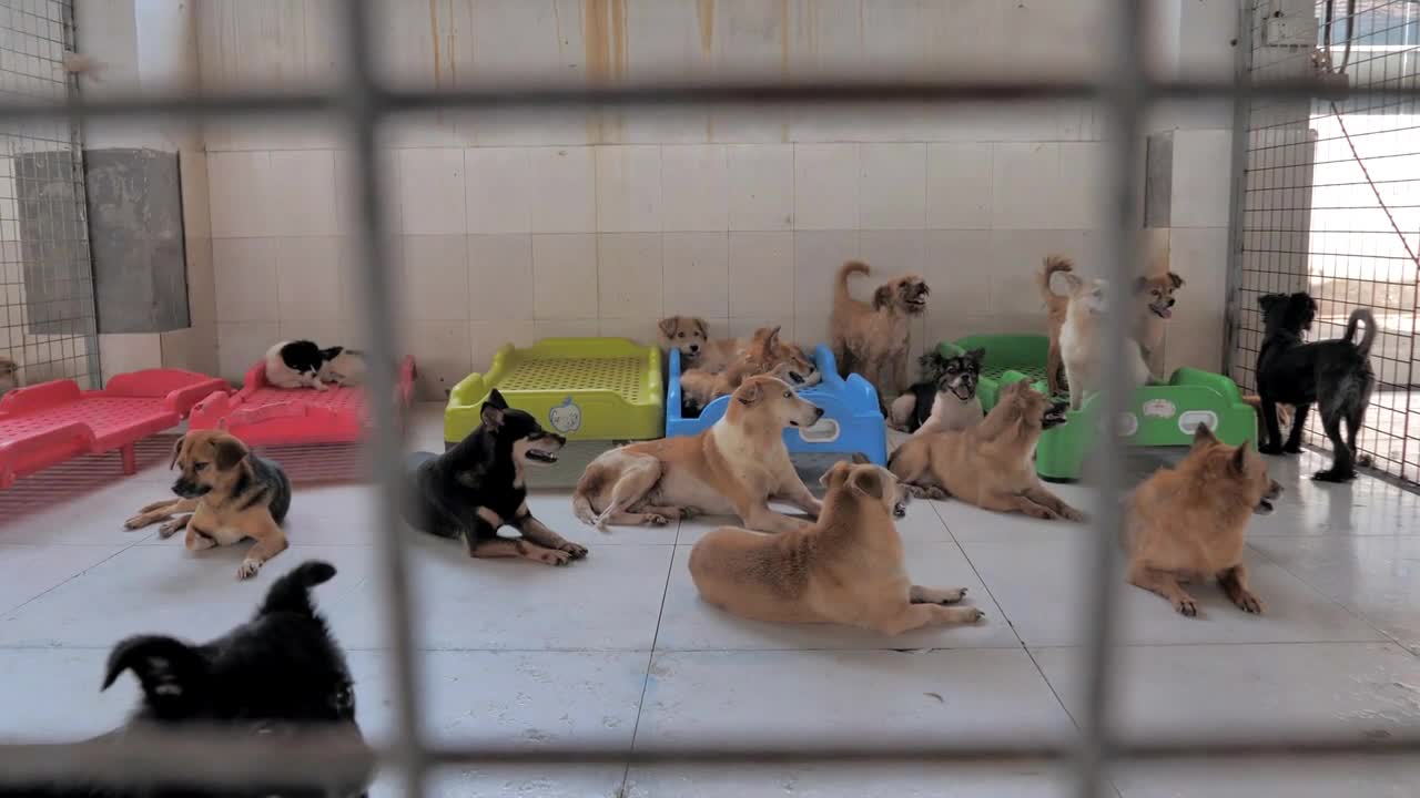 Lonely stray dogs are lying on the floor behind the fence in shelter