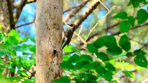 Relaxing Music | Sleeping, Meditation, Stress Relief | [1664] ⭐️