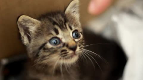 A Cat Video - The Kitten