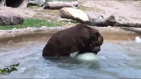 Bears being filmed at random times