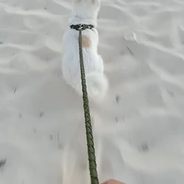 walking my dog