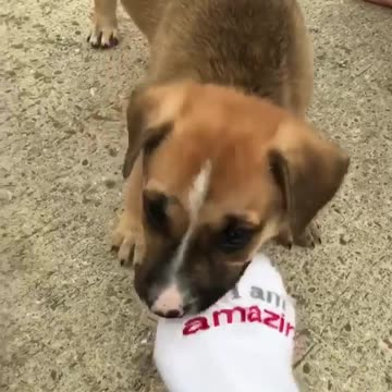 Cute little puppy chews on owner's sock