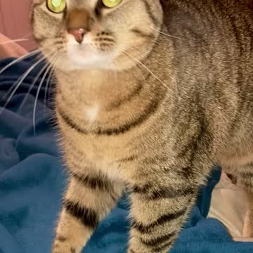 Maggie the cat is making Biscuits 😻