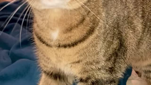 Maggie the cat is making Biscuits 😻
