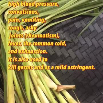 lemongrass health benefits