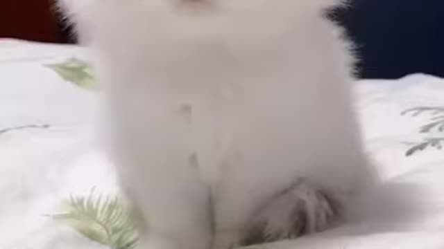 Cute animals - Cute and Funny animals video compilation