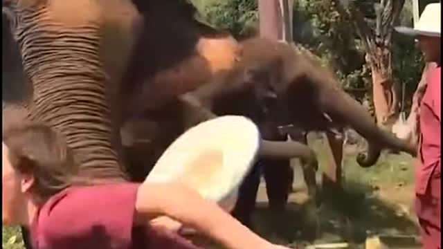 Animal attack surprise