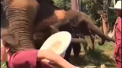 Animal attack surprise