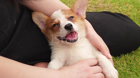 Dog Fanny