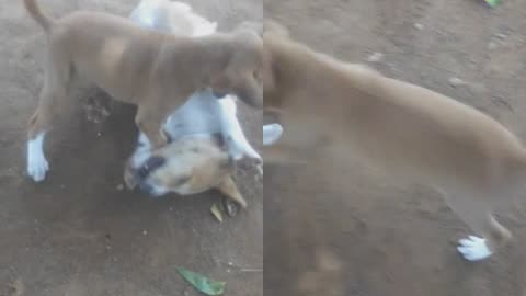 puppies fight
