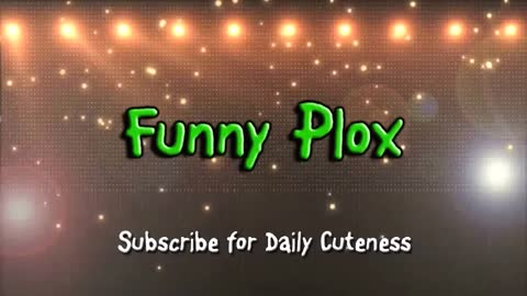 Funny Cats and Kittens Meowing cats