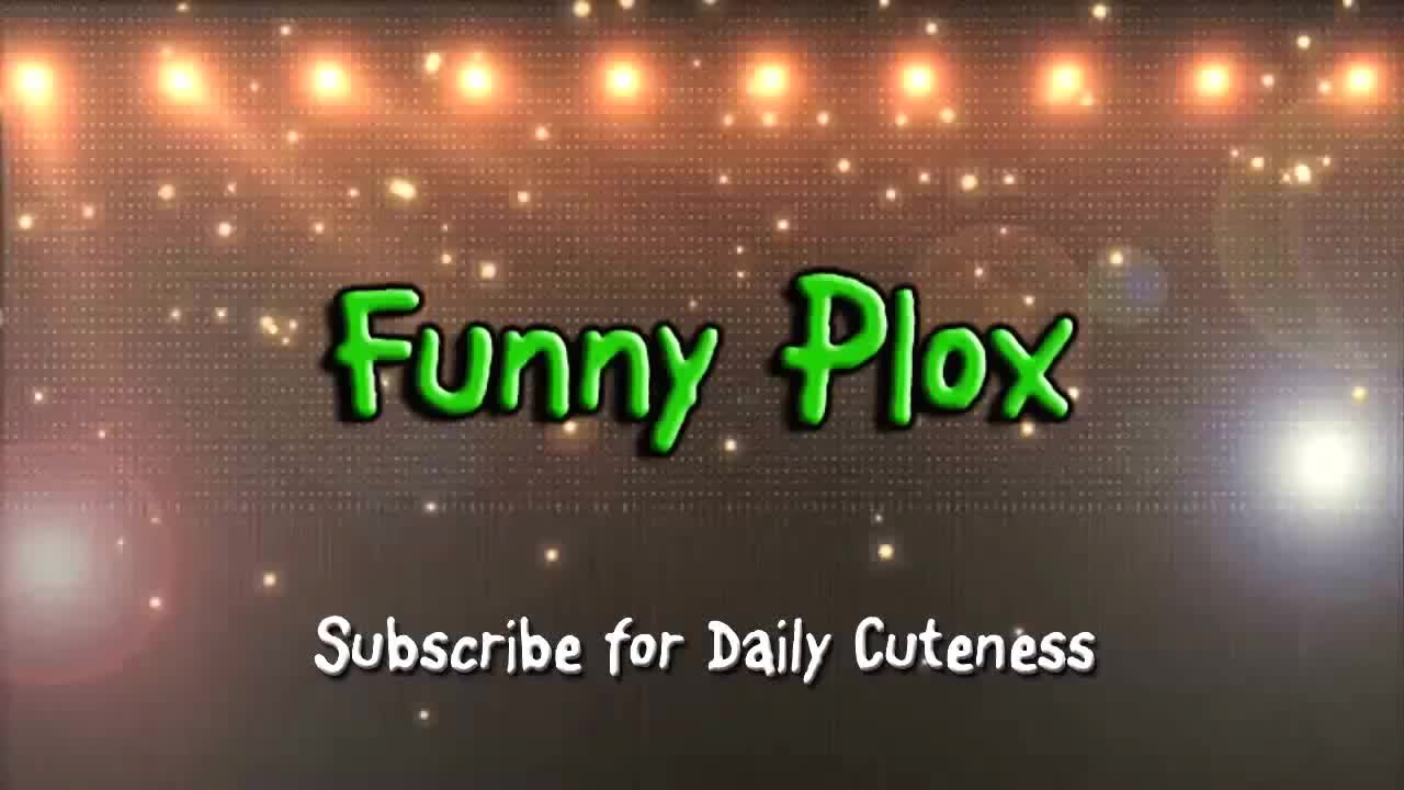 Funny Cats and Kittens Meowing cats