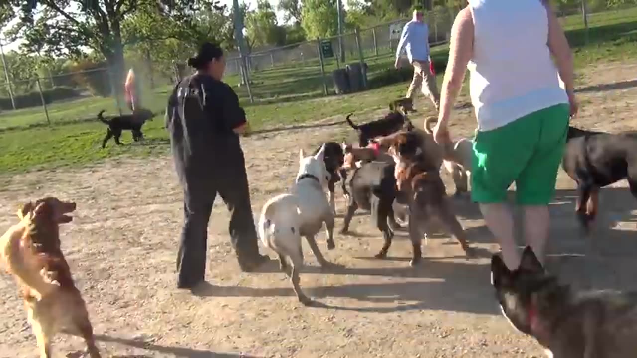 Dogs fight amazing clip yellow lab