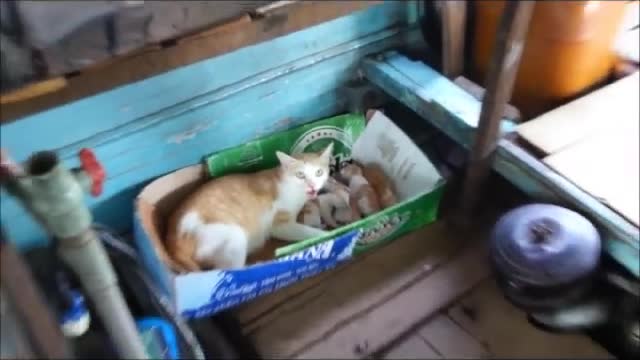 How a mother cat takes care of a kitten