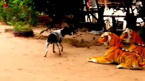 Fake Tiger Prank Dog