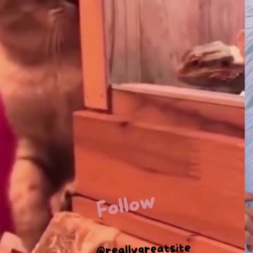 #shorts #snake and cat funny videos