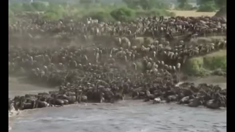 Wildebeest Migration