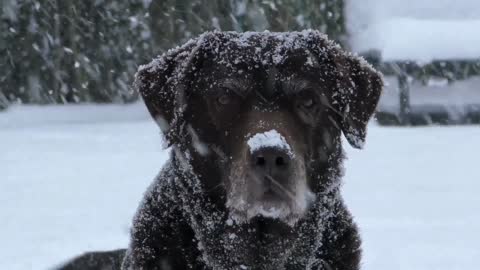 The dog enjoy snow|beautiful view