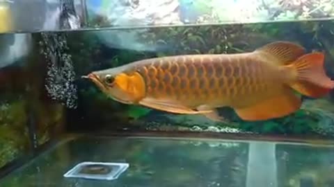 Arowana