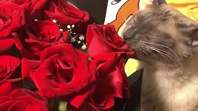 The daily life of dry cat