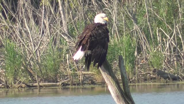 325 Toussaint Wildlife - Oak Harbor Ohio - Eagle Giving Me The Eye