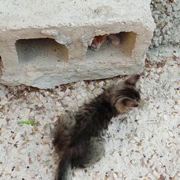 Cute cats playing happily