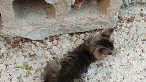 Cute cats playing happily
