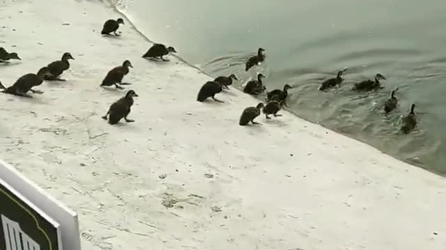 Ducks swim