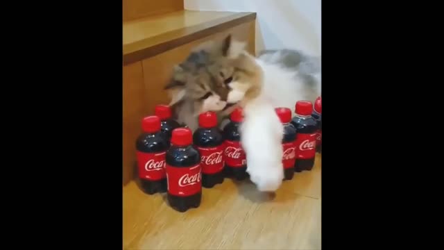 Feisty Cat wont let go of his coke